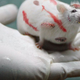 Mendel provides researchers with crucial information about the diabetes-ridden, semi-paralyzed blind.